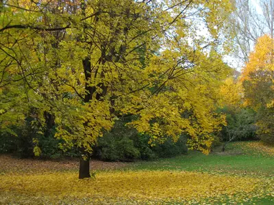 Munich