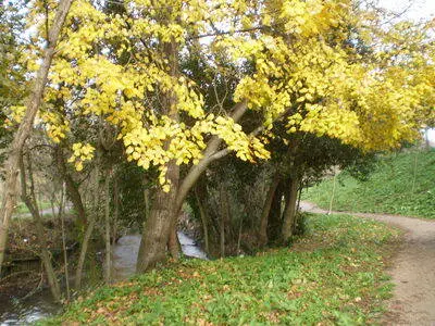 Nigrán