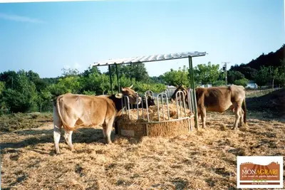 Gincana en Avià