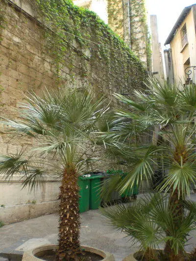 Avignon