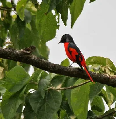 Gincana en Kathmandu