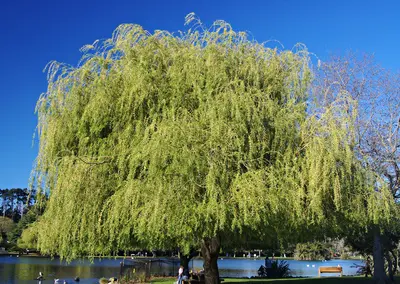 Gincana en Región de Auckland