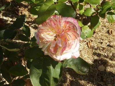 Tarouca