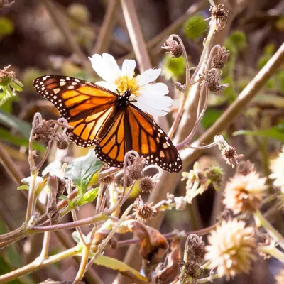 Gincana en Monterey