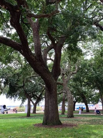 Gincana en Charleston
